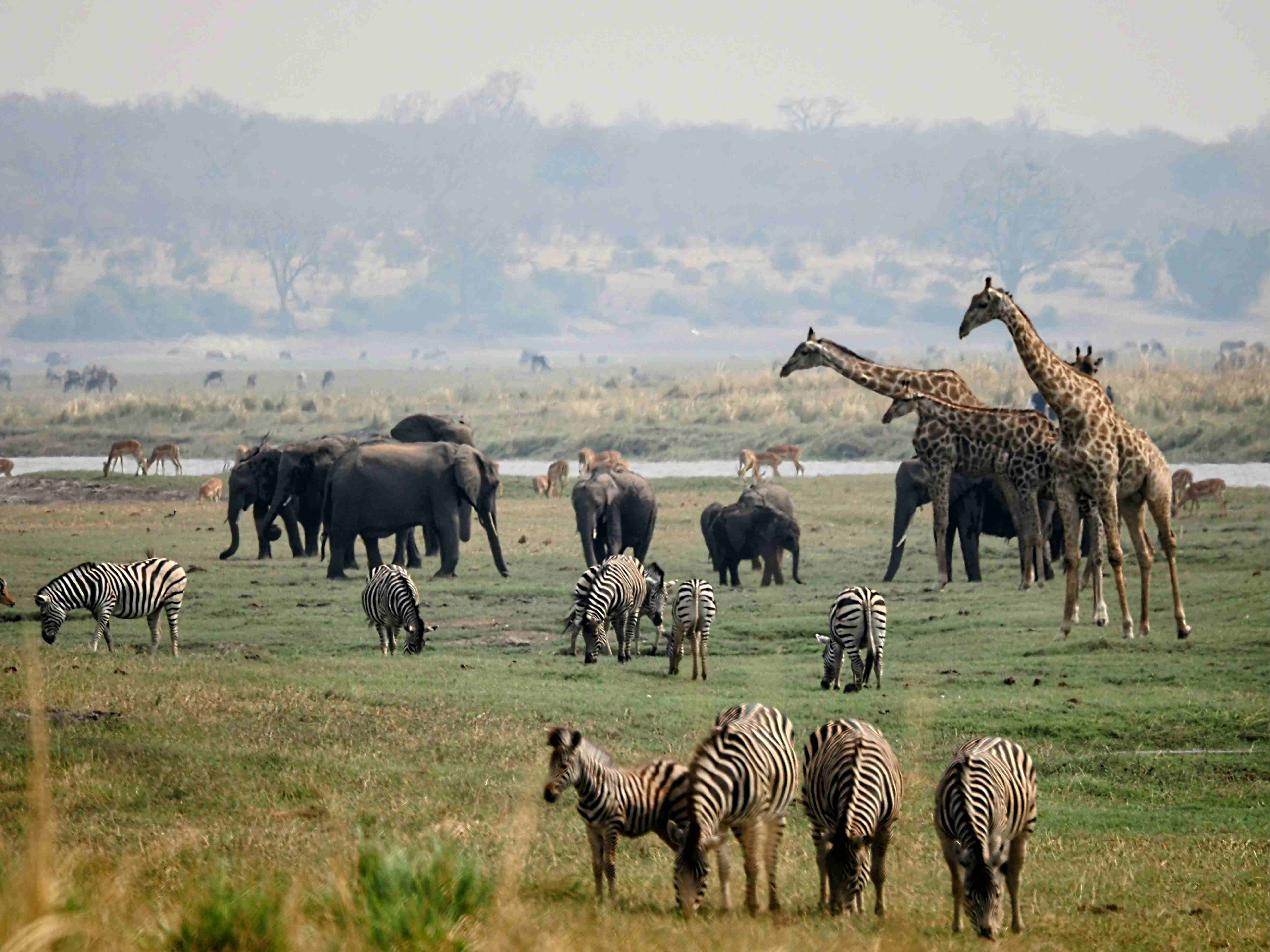 Explore Chobe Riverfront: A Wildlife Paradise