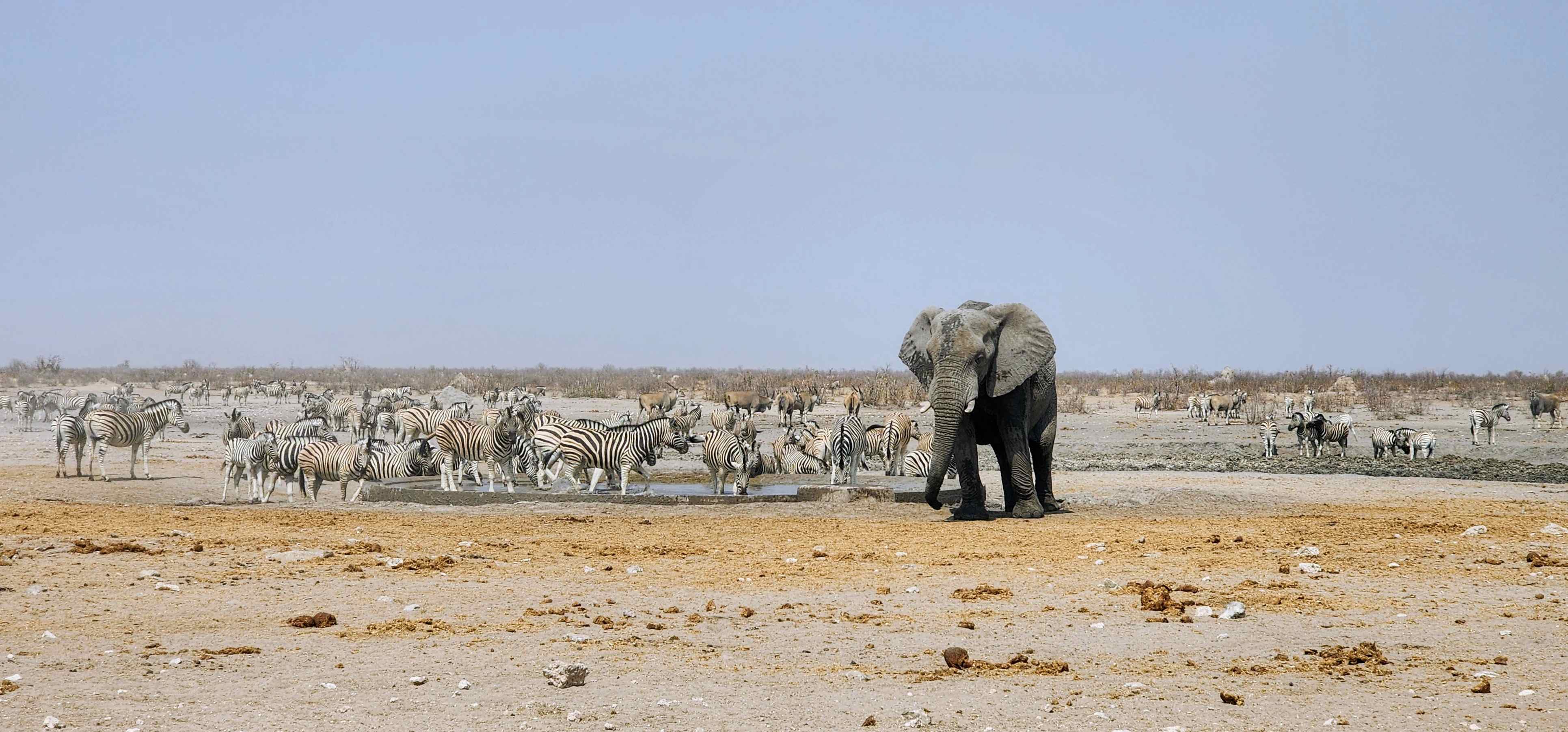 Exploring Etosha: Elephants and Conservation Stories