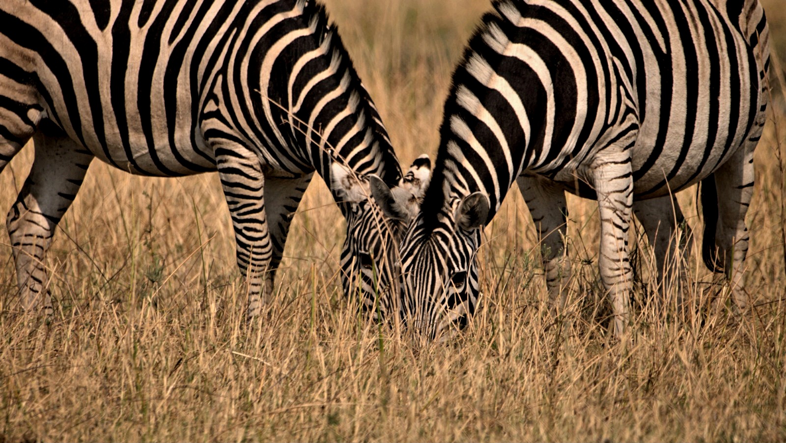 Discover Wildlife in the Okavango Delta: Canoe and Safari Experiences